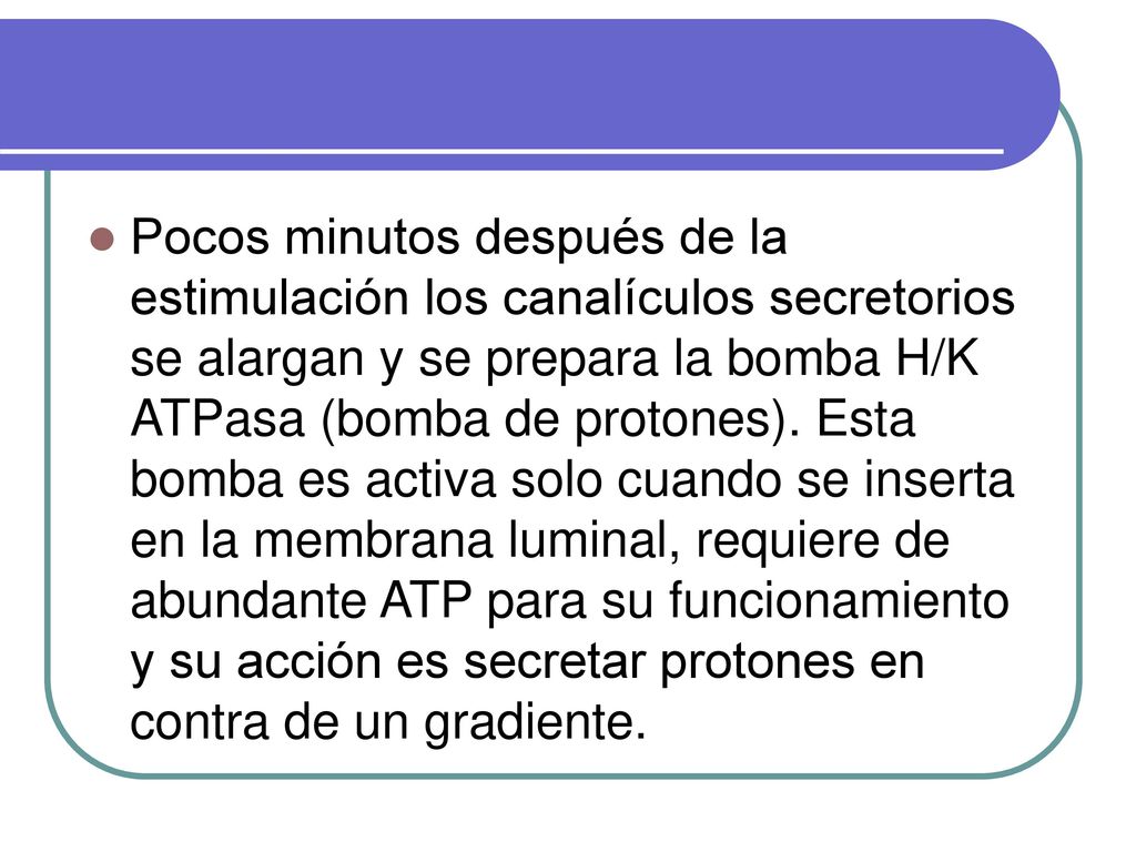 Pocos minutos después de la estimulación los canalículos secretorios se alargan y se prepara la bomba H/K ATPasa (bomba de protones).