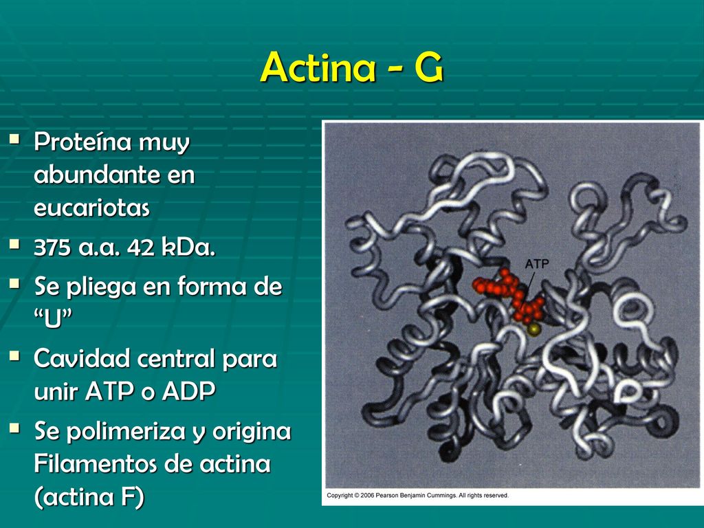 Actina - G Proteína muy abundante en eucariotas 375 a.a. 42 kDa.