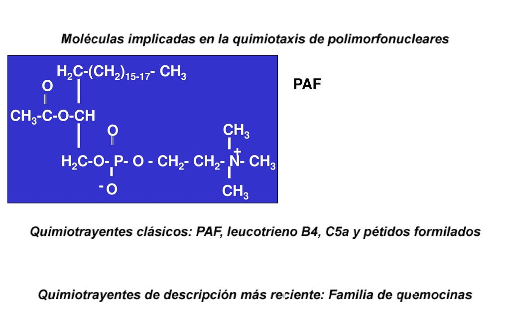 H2C-(CH2) CH3 O. PAF. CH3-C-O-CH. O. CH3. H2C-(CH2) CH3. H2C-(CH2) CH3. + O.