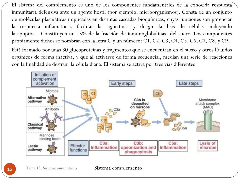 El sistema del complemento es uno de los componentes fundamentales de la conocida respuesta inmunitaria defensiva ante un agente hostil (por ejemplo, microorganismos). Consta de un conjunto de moléculas plasmáticas implicadas en distintas cascadas bioquímicas, cuyas funciones son potenciar la respuesta inflamatoria, facilitar la fagocitosis y dirigir la lisis de células incluyendo la apoptosis. Constituyen un 15% de la fracción de inmunoglobulinas del suero. Los componentes propiamente dichos se nombran con la letra C y un número: C1, C2, C3, C4, C5, C6, C7, C8, y C9.
