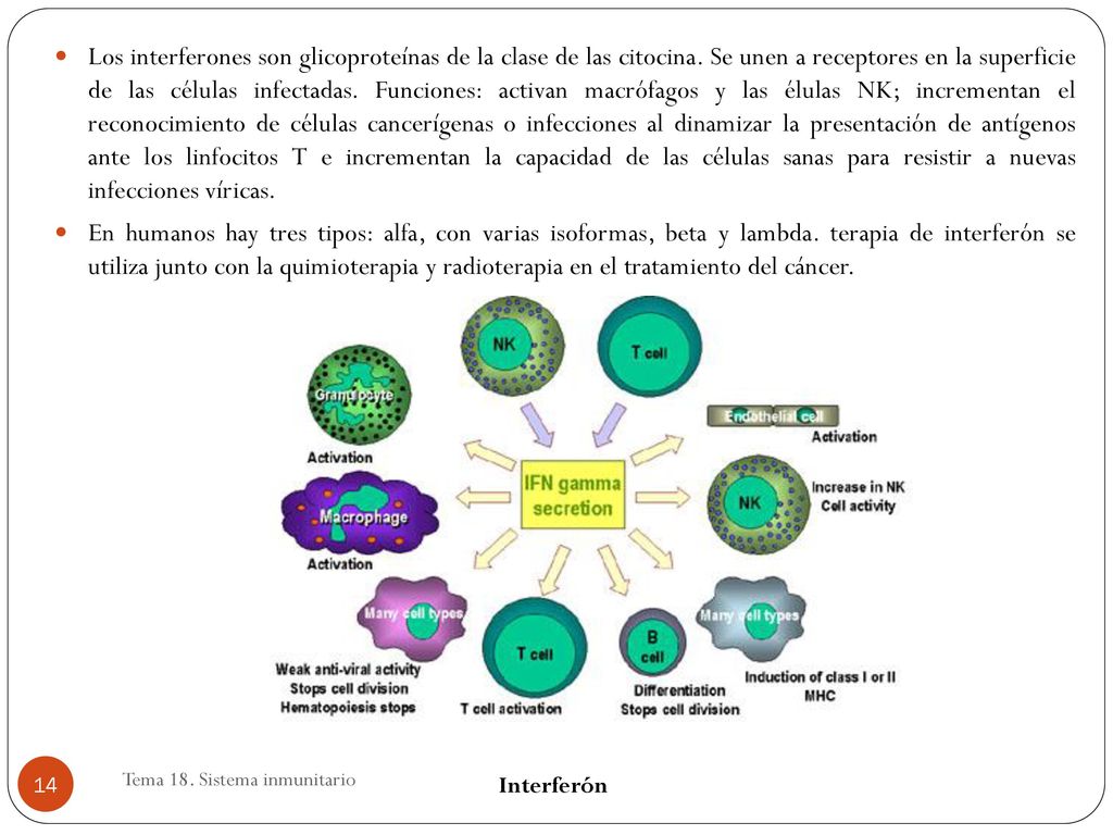 Los interferones son glicoproteínas de la clase de las citocina
