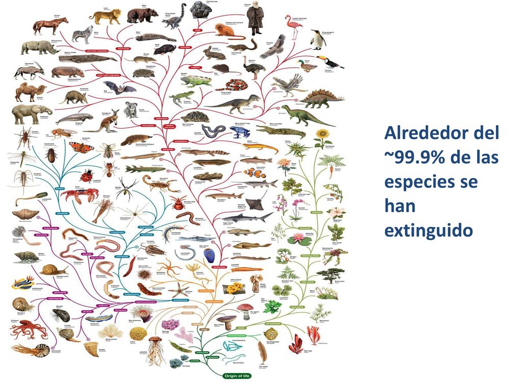 Alrededor del ~99.9% de las especies se han extinguido