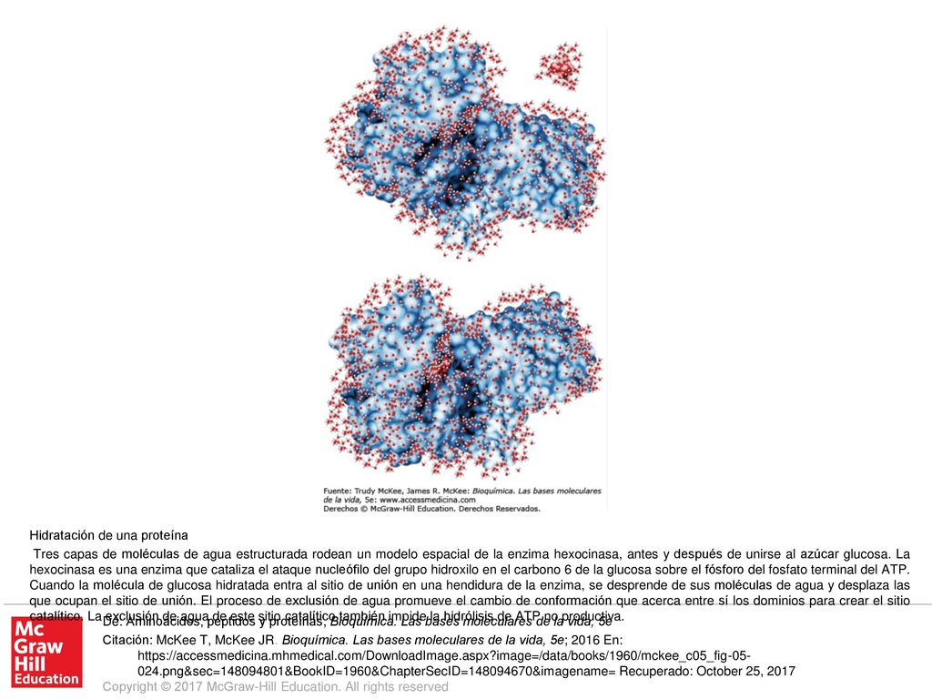 Tres capas de moléculas de agua estructurada rodean un modelo espacial de la enzima hexocinasa, antes y después de unirse al azúcar glucosa. La hexocinasa es una enzima que cataliza el ataque nucleófilo del grupo hidroxilo en el carbono 6 de la glucosa sobre el fósforo del fosfato terminal del ATP. Cuando la molécula de glucosa hidratada entra al sitio de unión en una hendidura de la enzima, se desprende de sus moléculas de agua y desplaza las que ocupan el sitio de unión. El proceso de exclusión de agua promueve el cambio de conformación que acerca entre sí los dominios para crear el sitio catalítico. La exclusión de agua de este sitio catalítico también impide la hidrólisis de ATP no productiva.