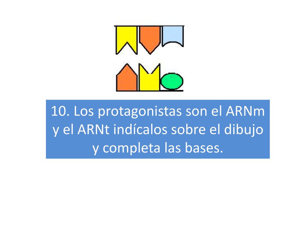 10. Los protagonistas son el ARNm y el ARNt indícalos sobre el dibujo