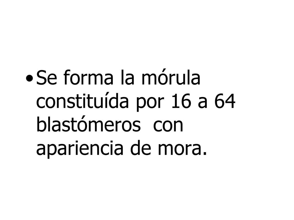 Se forma la mórula constituída por 16 a 64 blastómeros con apariencia de mora.