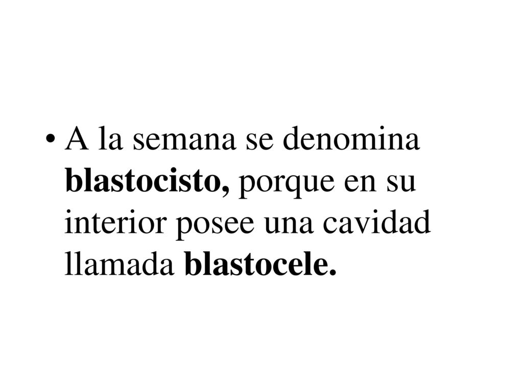 A la semana se denomina blastocisto, porque en su interior posee una cavidad llamada blastocele.