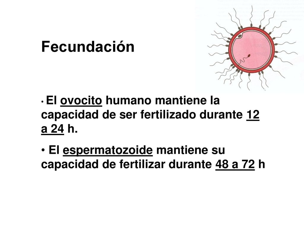 Fecundación El ovocito humano mantiene la capacidad de ser fertilizado durante 12 a 24 h.