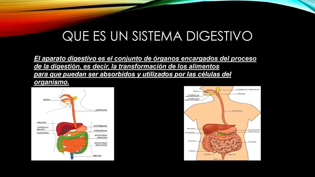 Que es un sistema digestivo
