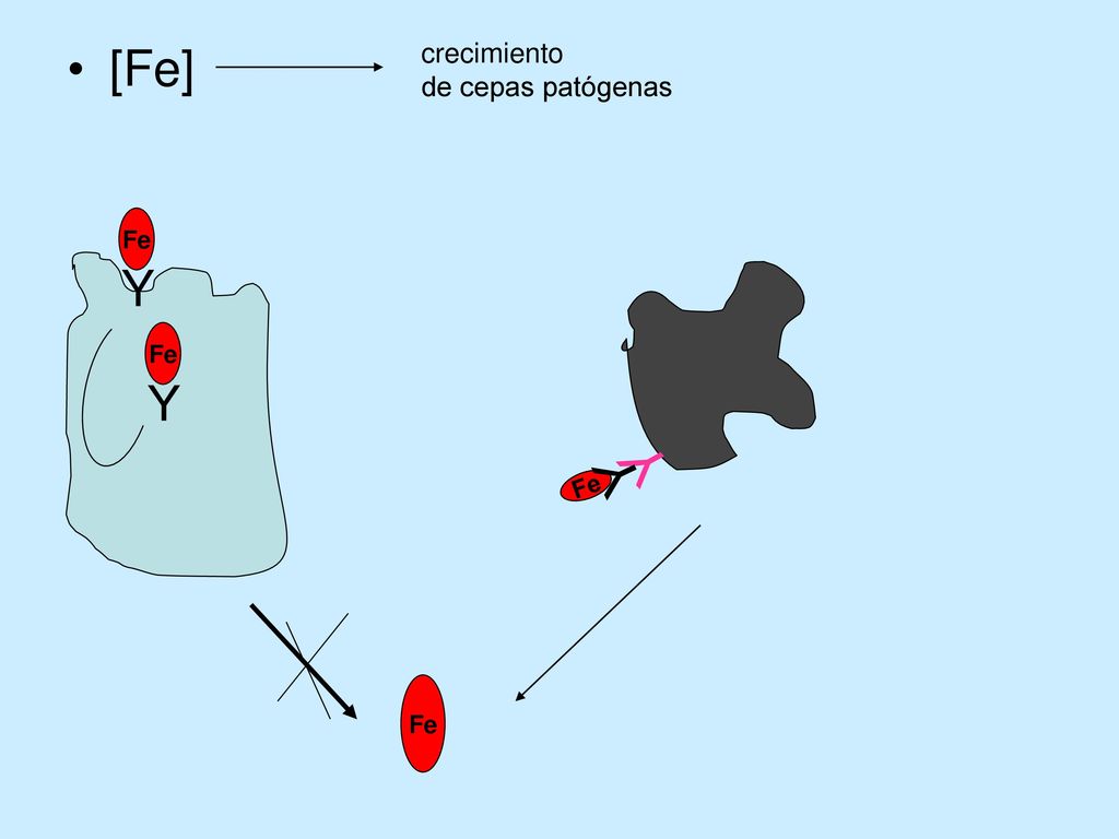 crecimiento de cepas patógenas [Fe] Fe Y Fe Υ Y Υ Fe Fe