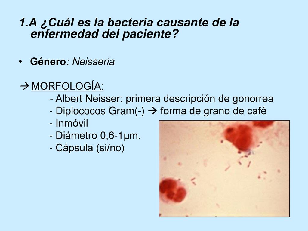 1.A ¿Cuál es la bacteria causante de la enfermedad del paciente