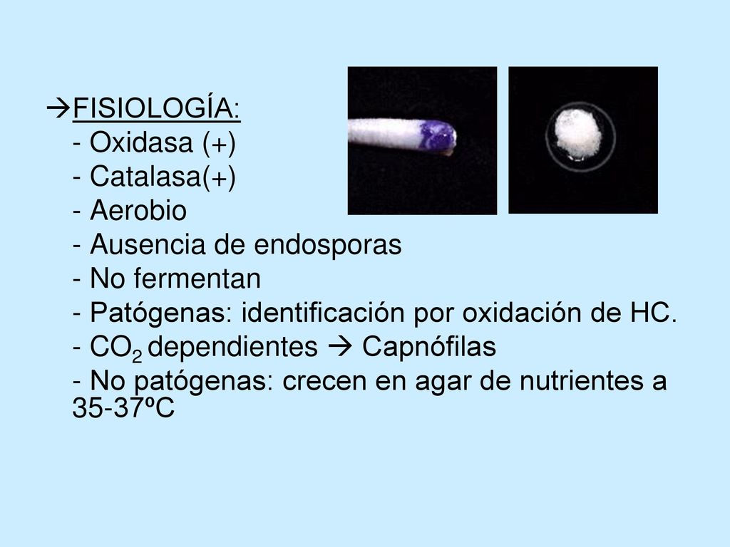 FISIOLOGÍA: - Oxidasa (+) - Catalasa(+) - Aerobio. - Ausencia de endosporas. - No fermentan. - Patógenas: identificación por oxidación de HC.