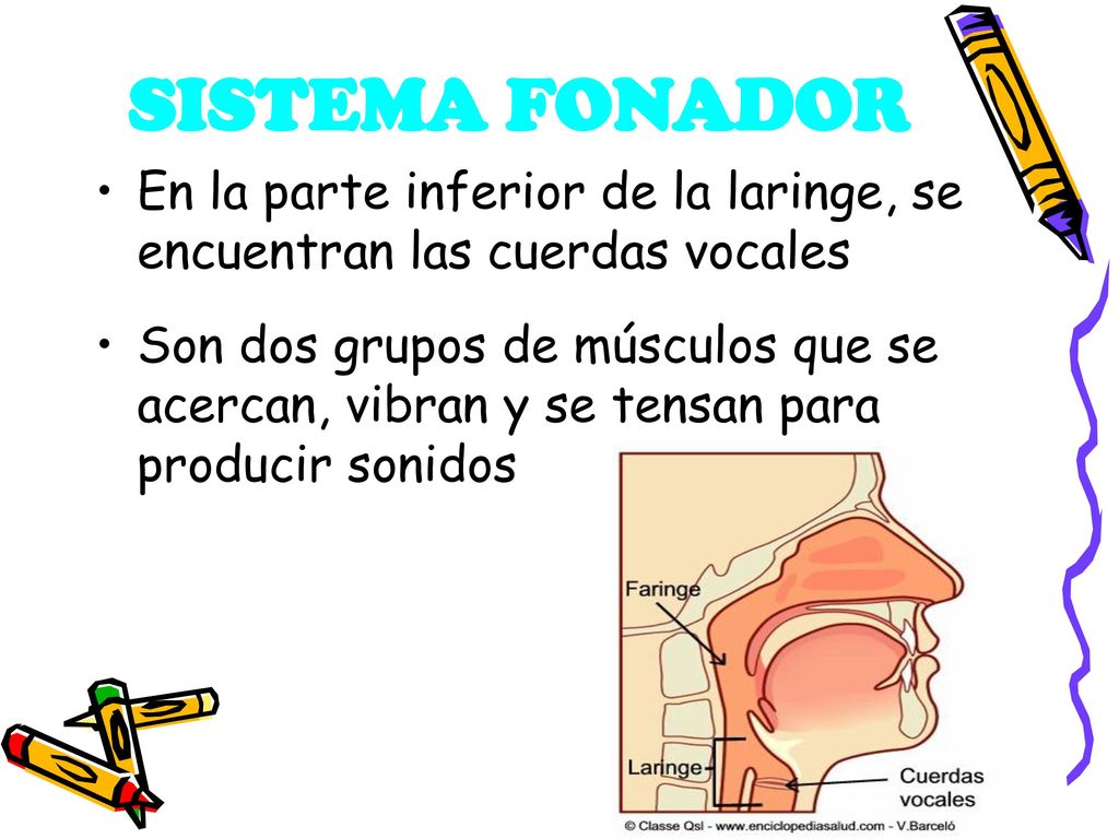 SISTEMA FONADOR En la parte inferior de la laringe, se encuentran las cuerdas vocales.