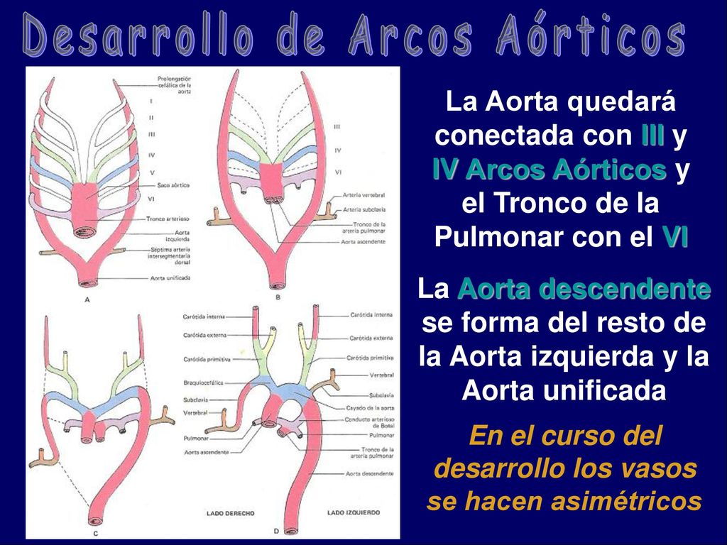 En el curso del desarrollo los vasos se hacen asimétricos