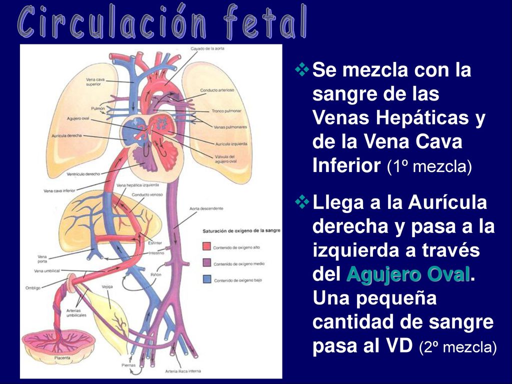 Circulación fetal Se mezcla con la sangre de las Venas Hepáticas y de la Vena Cava Inferior (1º mezcla)