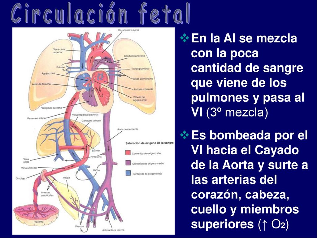 Circulación fetal En la AI se mezcla con la poca cantidad de sangre que viene de los pulmones y pasa al VI (3º mezcla)