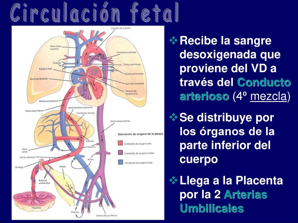 Circulación fetal Recibe la sangre desoxigenada que proviene del VD a través del Conducto arterioso (4º mezcla)