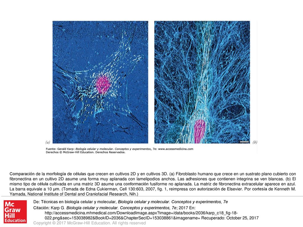 Comparación de la morfología de células que crecen en cultivos 2D y en cultivos 3D. (a) Fibroblasto humano que crece en un sustrato plano cubierto con fibronectina en un cultivo 2D asume una forma muy aplanada con lamelipodios anchos. Las adhesiones que contienen integrina se ven blancas. (b) El mismo tipo de célula cultivada en una matriz 3D asume una conformación fusiforme no aplanada. La matriz de fibronectina extracelular aparece en azul. La barra equivale a 10 μm. (Tomada de Edna Cukierman, Cell 130:603, 2007, fig. 1, reimpresa con autorización de Elsevier. Por cortesía de Kenneth M. Yamada, National Institute of Dental and Craniofacial Research, Nih.)
