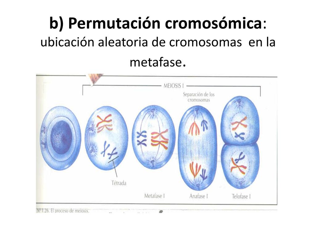 b) Permutación cromosómica: ubicación aleatoria de cromosomas en la metafase.