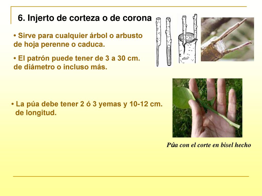 Púa con el corte en bisel hecho