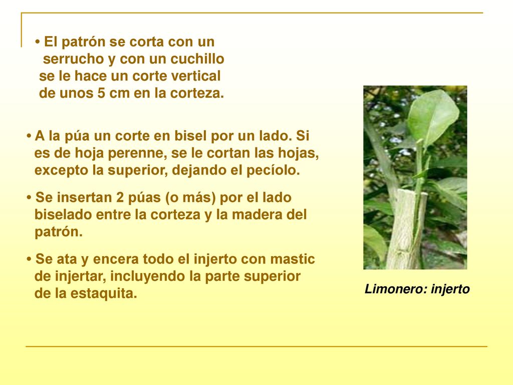• El patrón se corta con un serrucho y con un cuchillo
