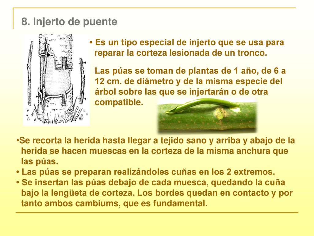 8. Injerto de puente • Es un tipo especial de injerto que se usa para
