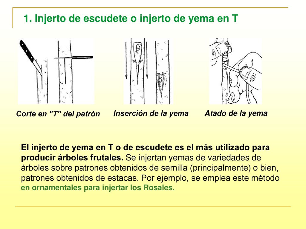 1. Injerto de escudete o injerto de yema en T