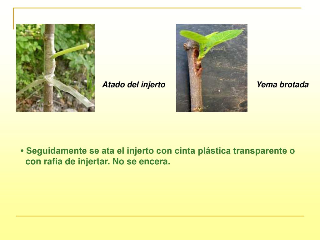 • Seguidamente se ata el injerto con cinta plástica transparente o
