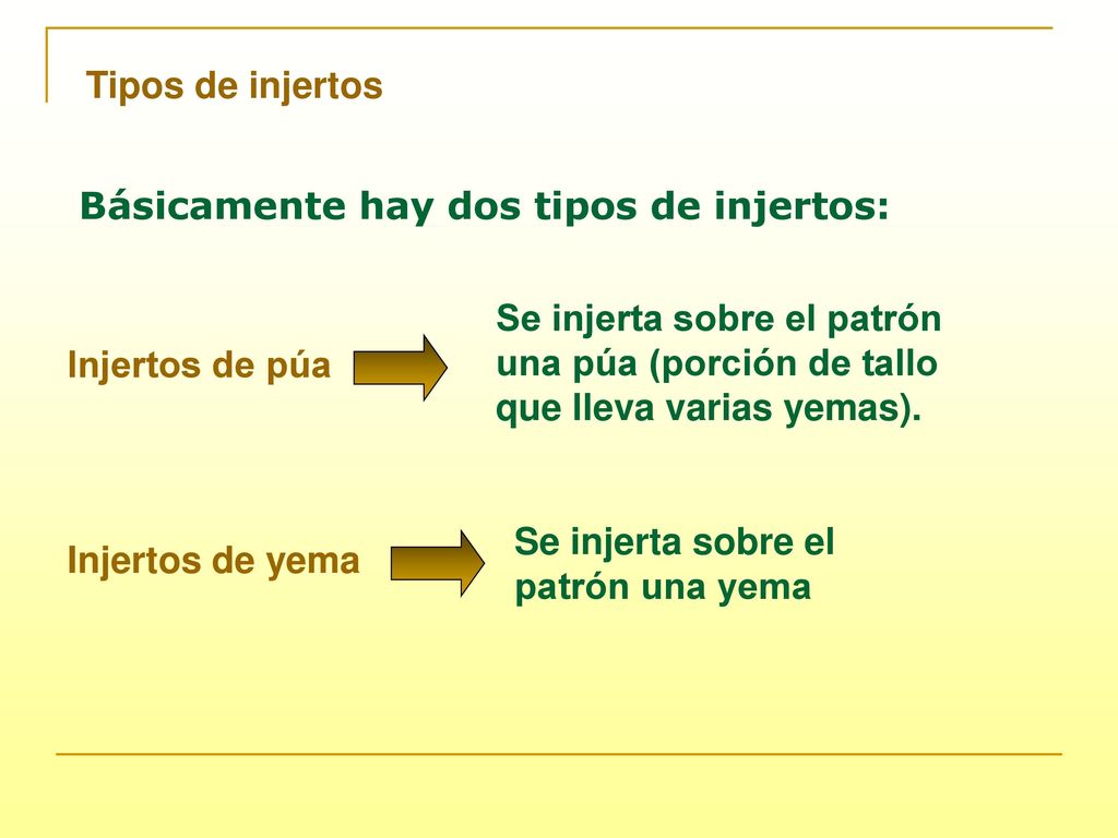 Tipos de injertos Básicamente hay dos tipos de injertos: Se injerta sobre el patrón una púa (porción de tallo que lleva varias yemas).