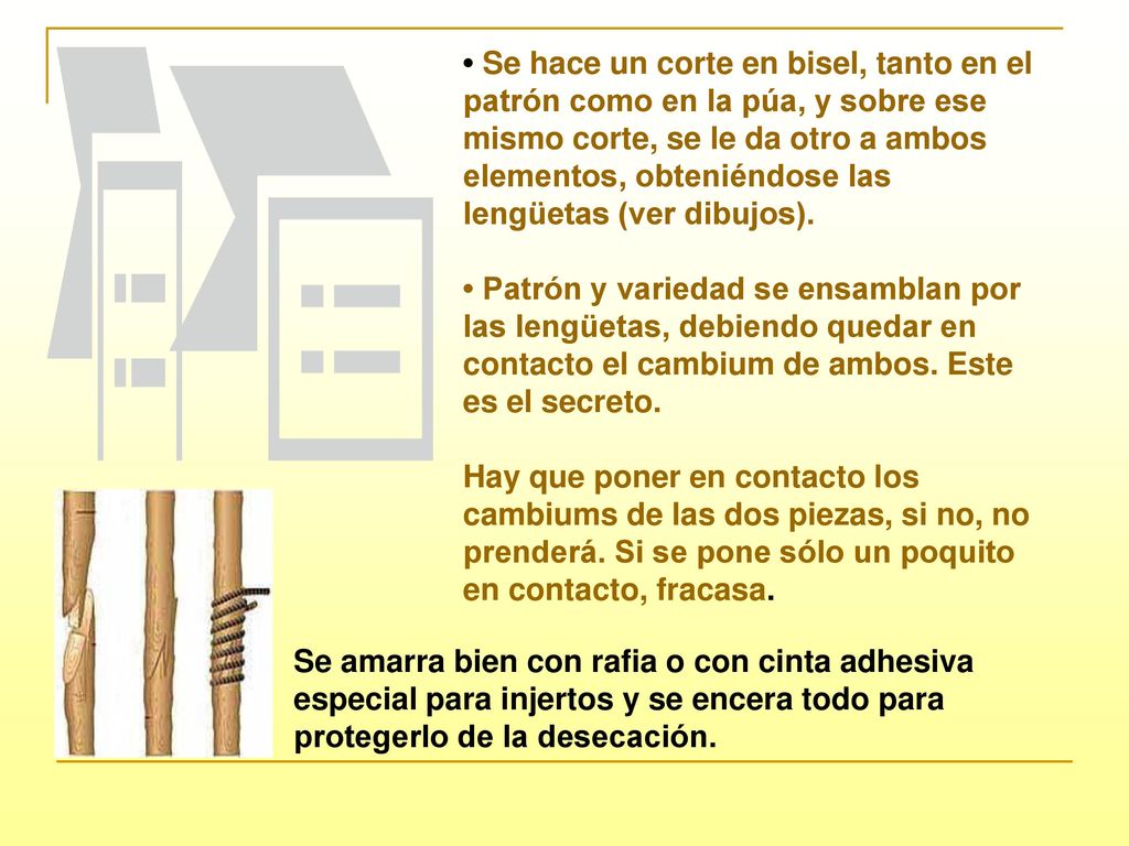 • Se hace un corte en bisel, tanto en el patrón como en la púa, y sobre ese mismo corte, se le da otro a ambos elementos, obteniéndose las lengüetas (ver dibujos).