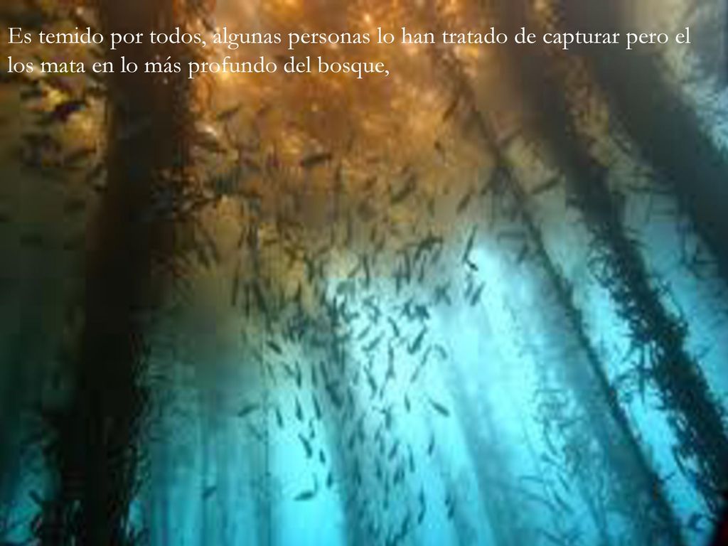 Es temido por todos, algunas personas lo han tratado de capturar pero el los mata en lo más profundo del bosque,