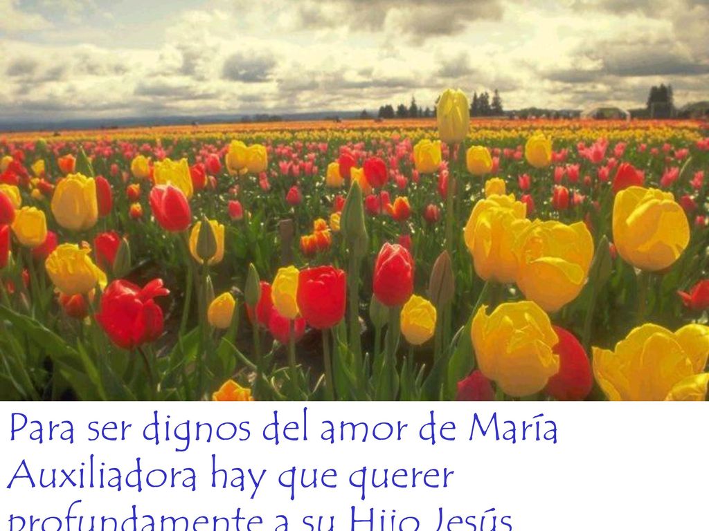 Para ser dignos del amor de María Auxiliadora hay que querer profundamente a su Hijo Jesús