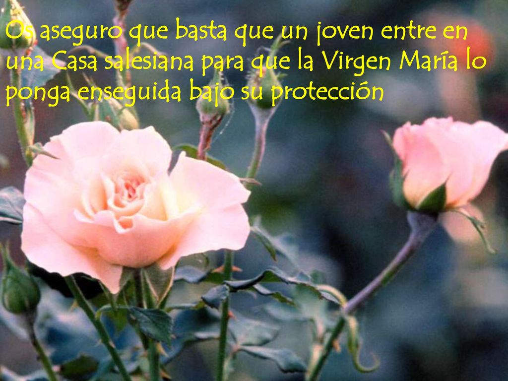 Os aseguro que basta que un joven entre en una Casa salesiana para que la Virgen María lo ponga enseguida bajo su protección
