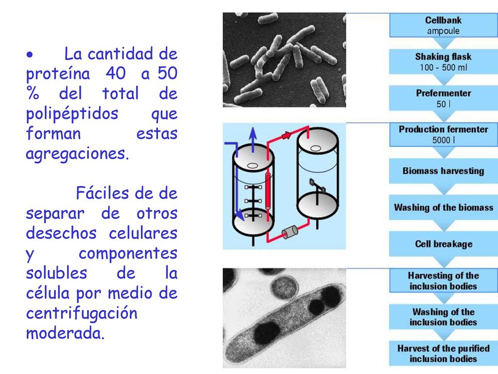 · La cantidad de proteína 40 a 50 % del total de polipéptidos que forman estas agregaciones.