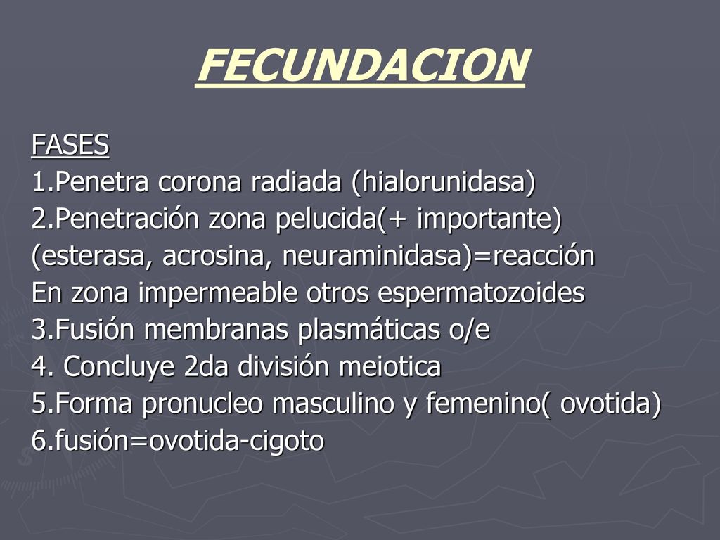 FECUNDACION FASES 1.Penetra corona radiada (hialorunidasa)