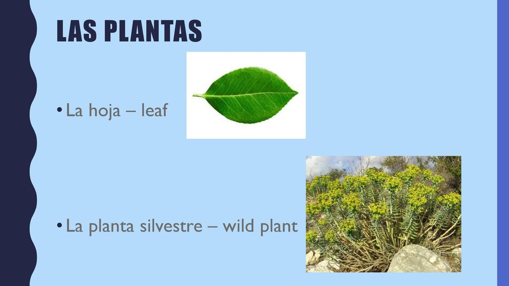 Las plantas La hoja – leaf La planta silvestre – wild plant