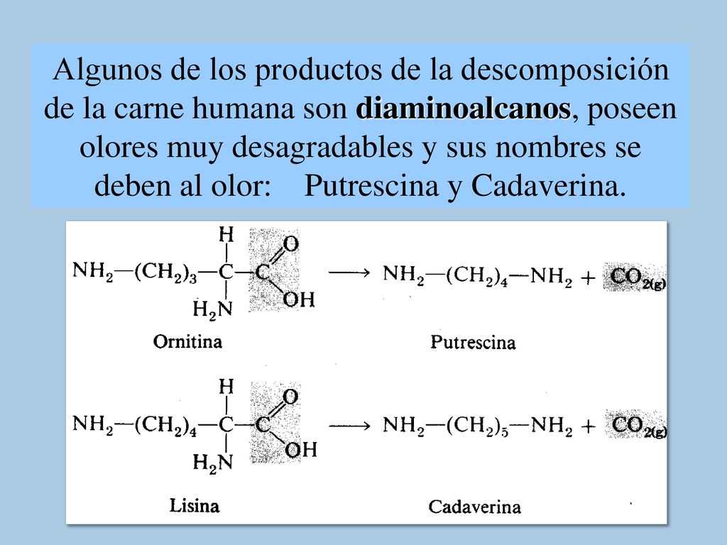 Algunos de los productos de la descomposición de la carne humana son diaminoalcanos, poseen olores muy desagradables y sus nombres se deben al olor: Putrescina y Cadaverina.