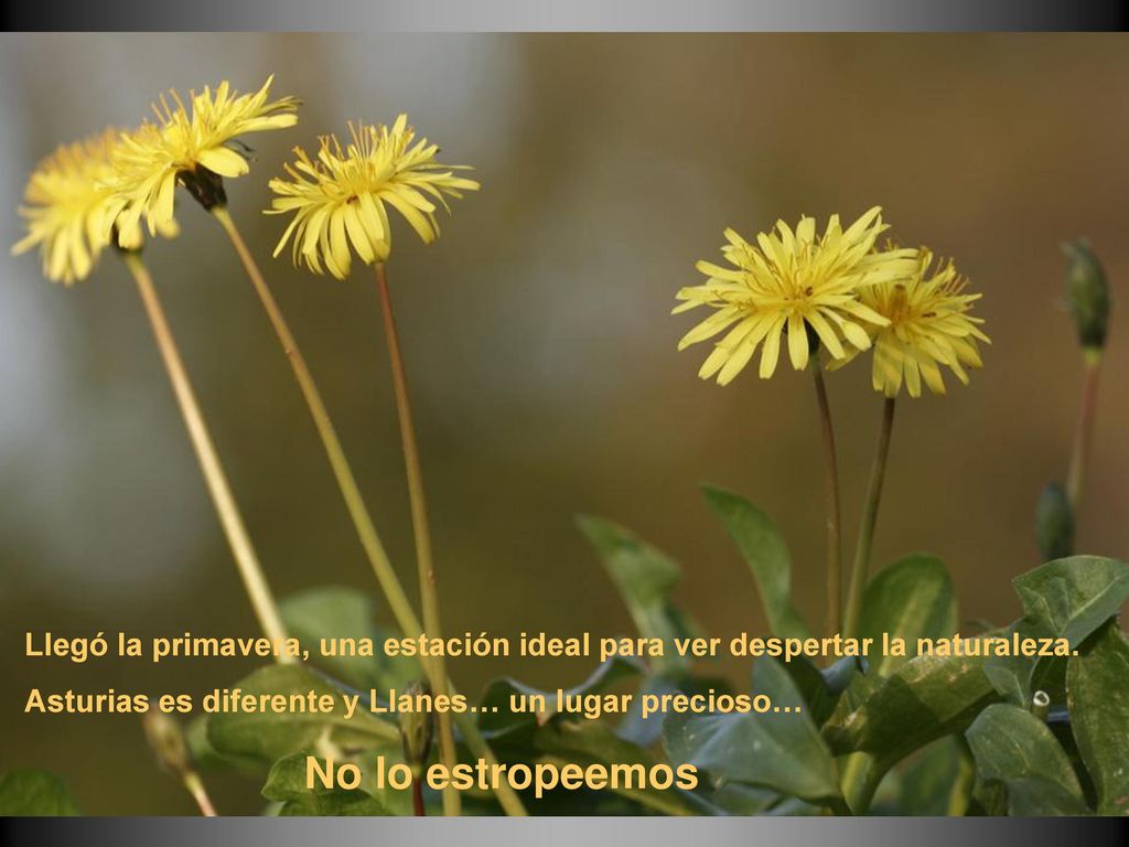 Llegó la primavera, una estación ideal para ver despertar la naturaleza.