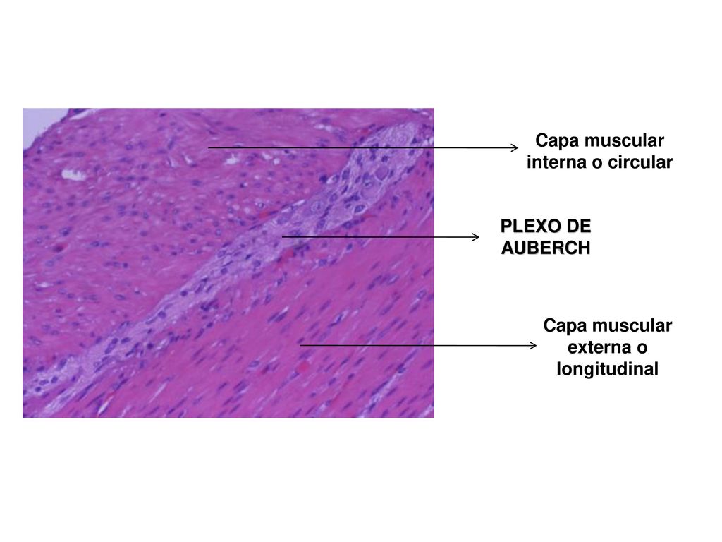 Capa muscular interna o circular Capa muscular externa o longitudinal