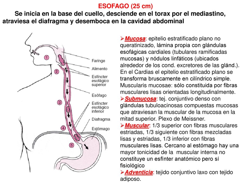 ESOFAGO (25 cm) Se inicia en la base del cuello, desciende en el torax por el mediastino, atraviesa el diafragma y desemboca en la cavidad abdominal.