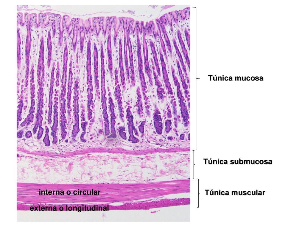 Túnica mucosa Túnica submucosa Túnica muscular externa o longitudinal interna o circular