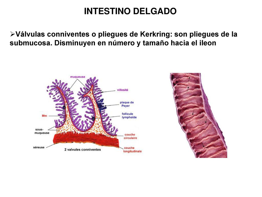 INTESTINO DELGADO Válvulas conniventes o pliegues de Kerkring: son pliegues de la submucosa.