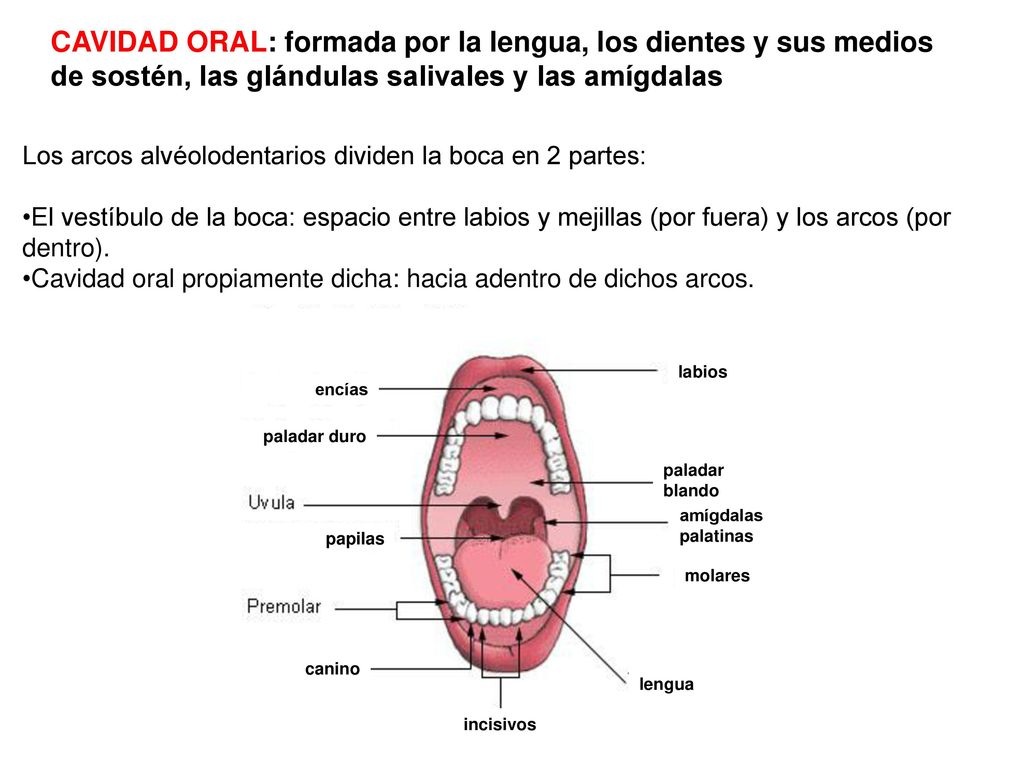 CAVIDAD ORAL: formada por la lengua, los dientes y sus medios de sostén, las glándulas salivales y las amígdalas