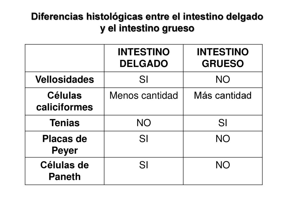 Diferencias histológicas entre el intestino delgado y el intestino grueso