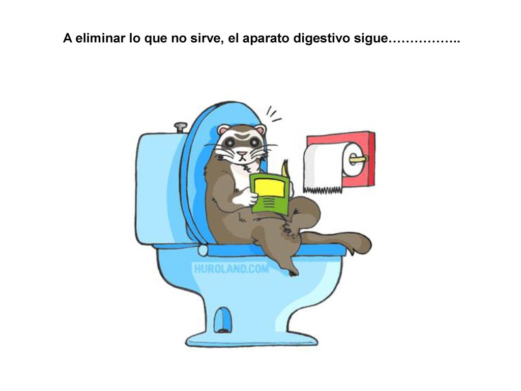 A eliminar lo que no sirve, el aparato digestivo sigue……………..