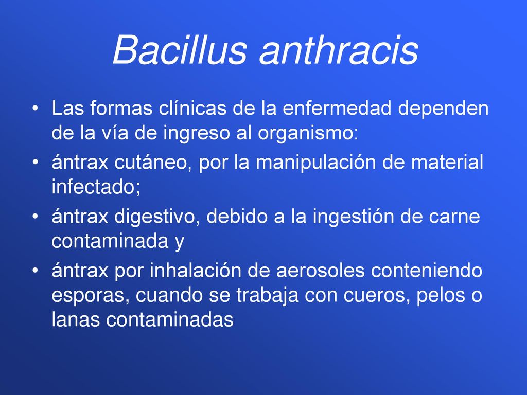 Bacillus anthracis Las formas clínicas de la enfermedad dependen de la vía de ingreso al organismo: