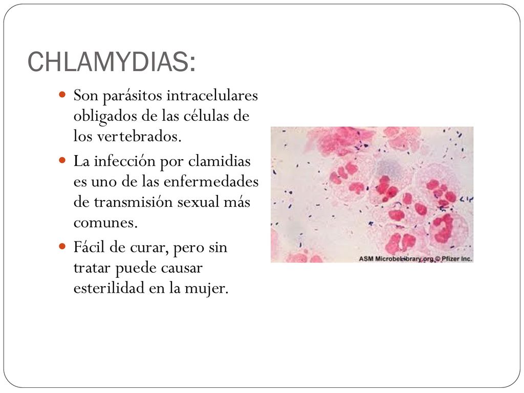 CHLAMYDIAS: Son parásitos intracelulares obligados de las células de los vertebrados.