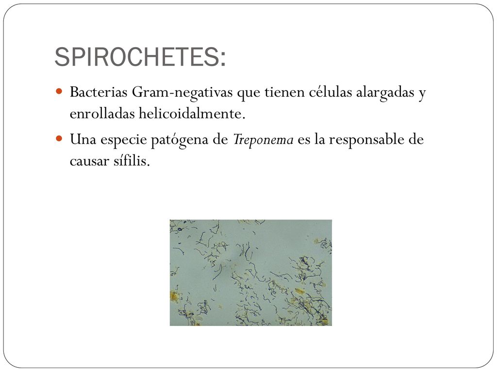 SPIROCHETES: Bacterias Gram-negativas que tienen células alargadas y enrolladas helicoidalmente.