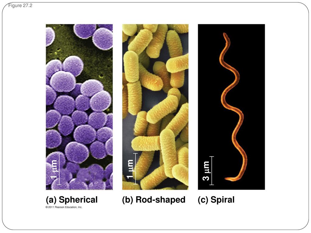 1 m 1 m 3 m (a) Spherical (b) Rod-shaped (c) Spiral