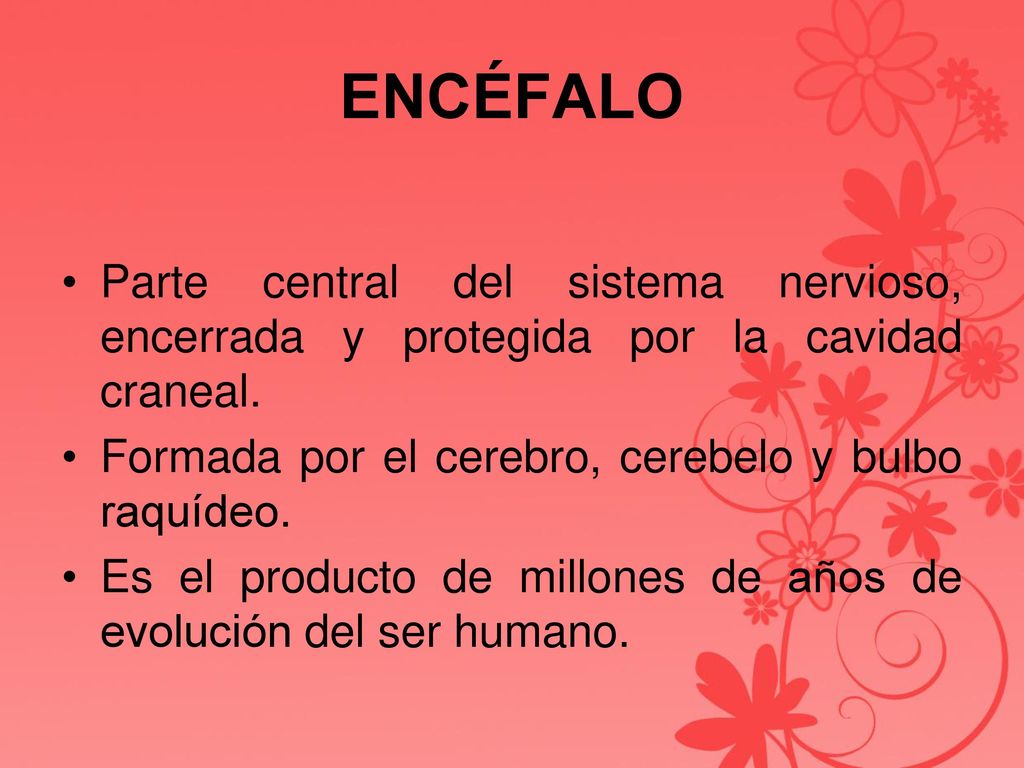 ENCÉFALO Parte central del sistema nervioso, encerrada y protegida por la cavidad craneal. Formada por el cerebro, cerebelo y bulbo raquídeo.