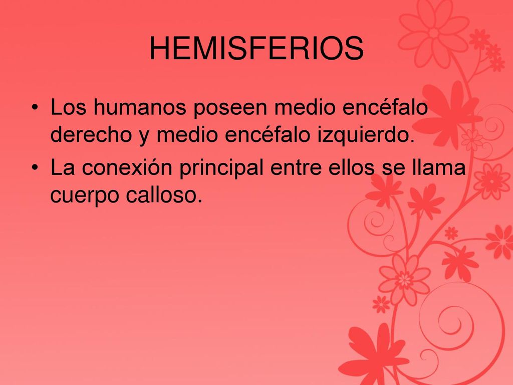 HEMISFERIOS Los humanos poseen medio encéfalo derecho y medio encéfalo izquierdo.